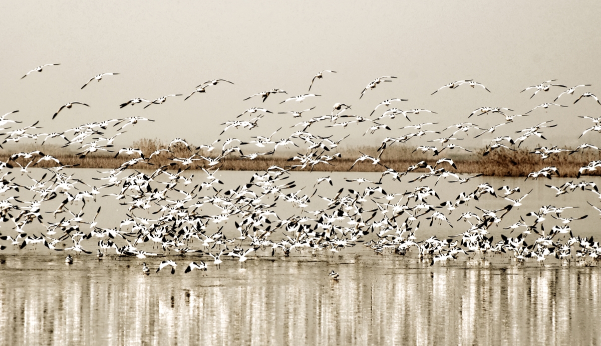 洞庭天下水，最美南洞庭 ——《沅江市南洞庭湖旅游總體規(guī)劃及重點(diǎn)景區(qū)概念性規(guī)劃》