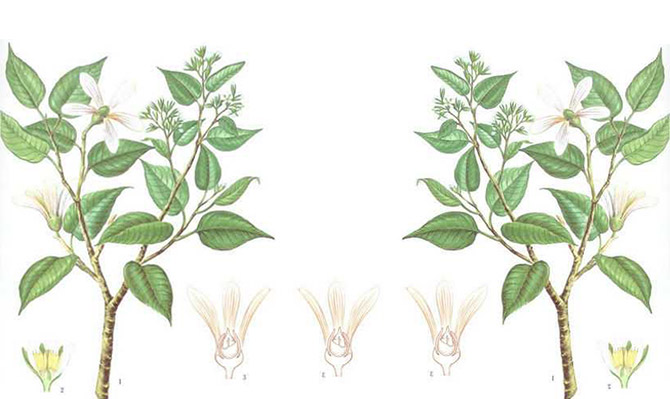 成為全球龍腦產(chǎn)業(yè)的引領(lǐng)者，遠(yuǎn)景智庫(kù)為新晃龍腦制定發(fā)展戰(zhàn)略規(guī)劃