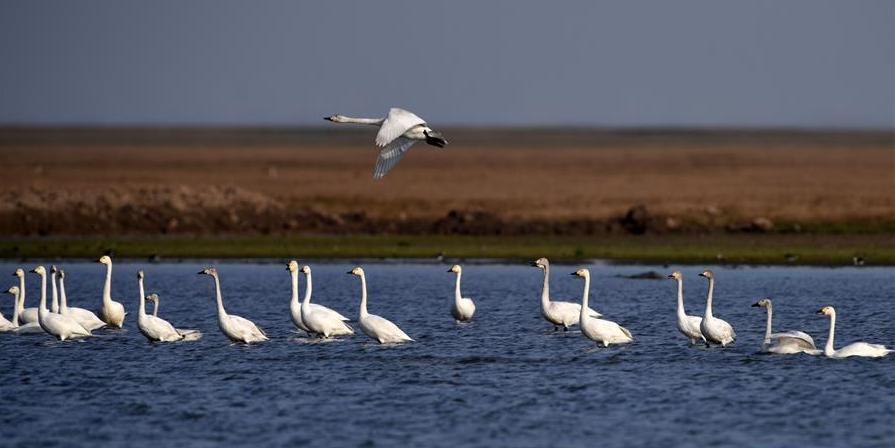 北冰、蔡文健：關(guān)于推動(dòng)環(huán)洞庭湖區(qū)旅游業(yè)高質(zhì)量發(fā)展的思考